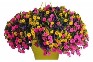 calibrachoa trixi in hangpot