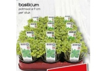 basilicum