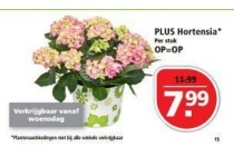 plus hortensia