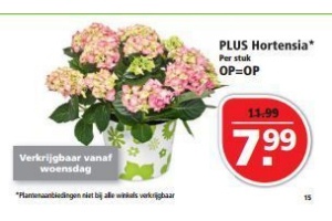 plus hortensia