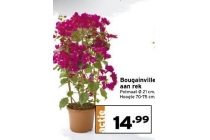 bougainvillea aan rek