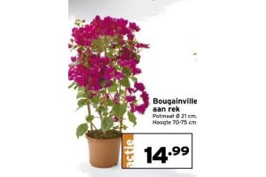 bougainvillea aan rek