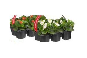 groenrijk begonia