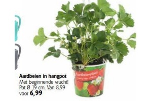 aardbeien in hangpot