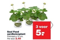 soul food aardbeienplant