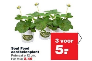 soul food aardbeienplant