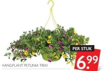 hangplant petunia trixi