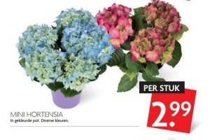 mini hortensia