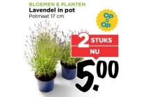 lavendel in pot