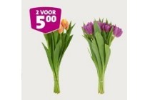 tulpen 2 bossen 2 voor eur5 00