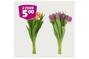 tulpen 2 bossen 2 voor eur5 00