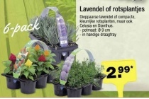 lavendel of rotsplantjes