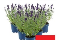 lavendel angustifolia