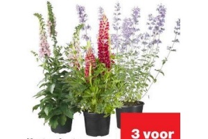 vaste planten