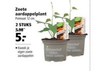 zoete aardappelplant