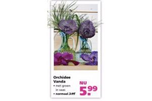 orchidee vanda