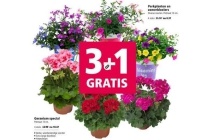 geranium special perkplanten en zomerbloeiers