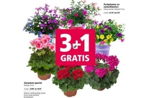 geranium special perkplanten en zomerbloeiers