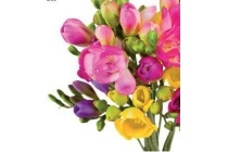 freesia