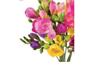 freesia