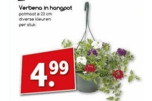 verbena in hangpot