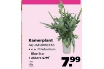 kamerplant aquaforweeks