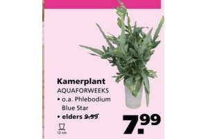 kamerplant aquaforweeks