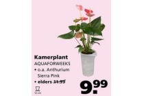 kamerplant aquaforweeks