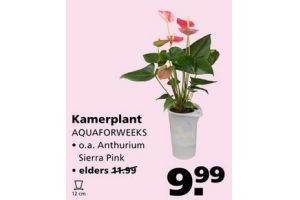 kamerplant aquaforweeks