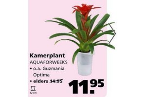 kamerplant aquaforweeks