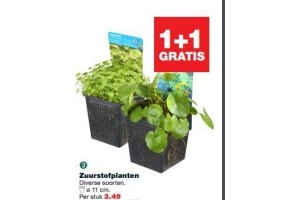 zuurstofplanten