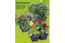 bloeiende planten