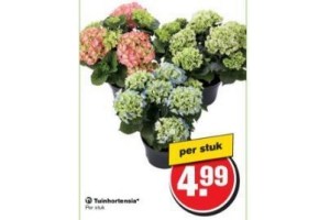 tuinhortensia