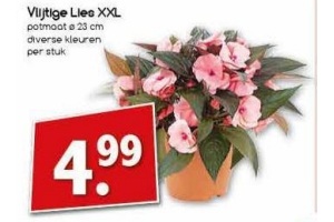 vlijftige lies xxl