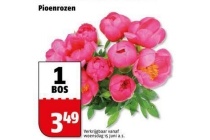 pioenrozen