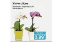 mini orchidee