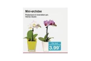 mini orchidee