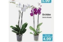 orchidee