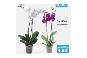 orchidee