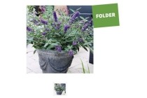 vlinderstruik buddleja free petite