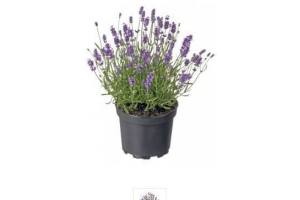 lavendel lavandula felice