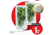 verse munt voor thee