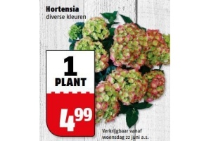 hortensia