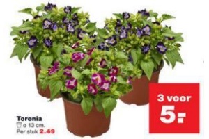 torenia