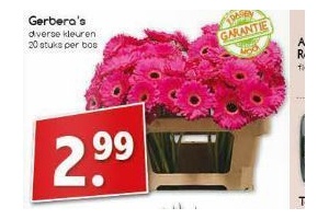 gerbera s