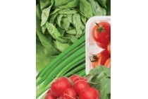 hollandse sla cherrytomaten radijs of bosui