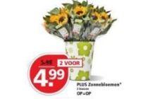 plus zonnebloemen