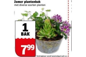 zomer plantenbak