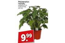 philodendron xanadu