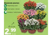 bloeiende planten